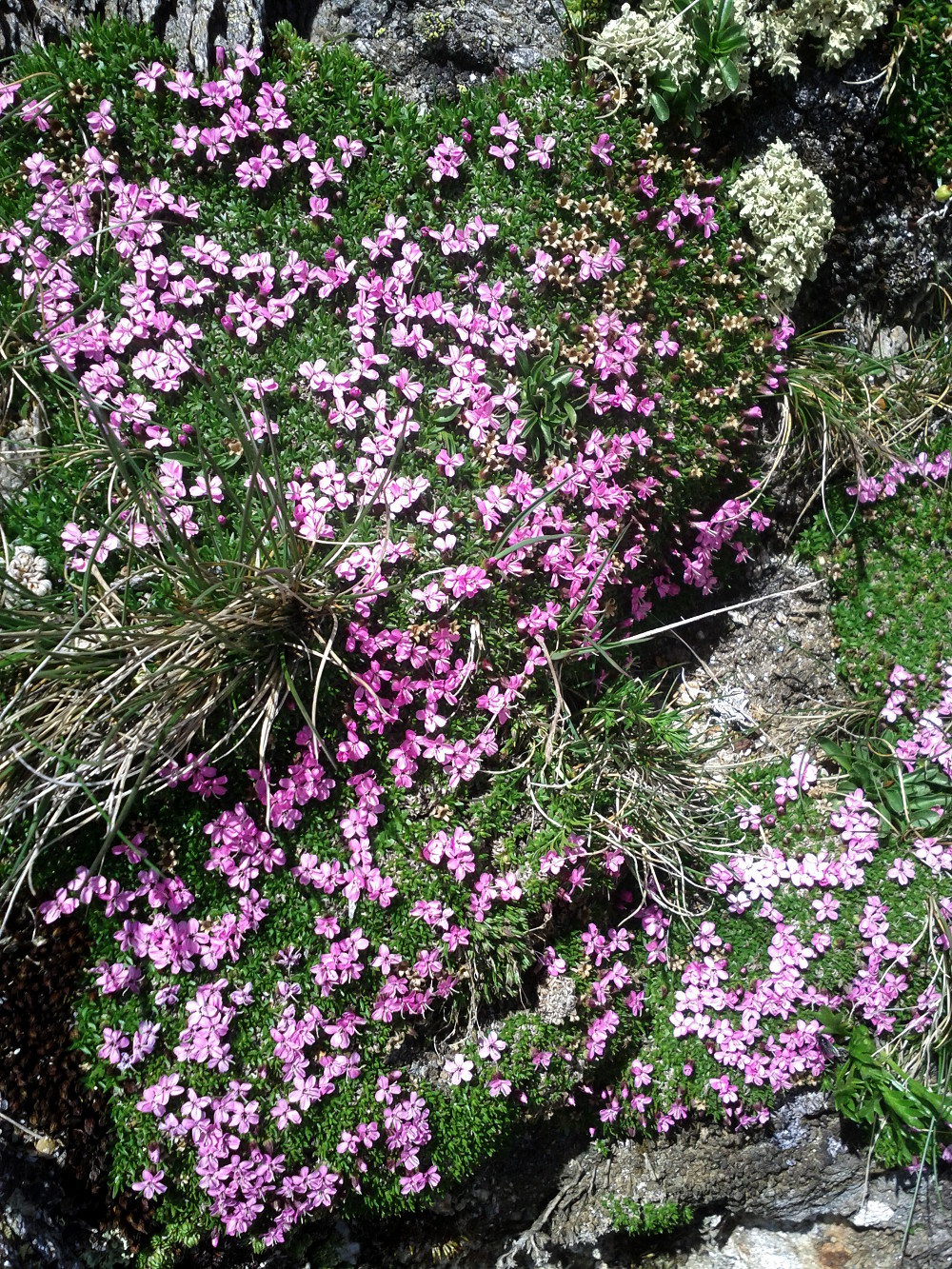 Pink alpine flowers at Birnlücken, Hohe Tauern