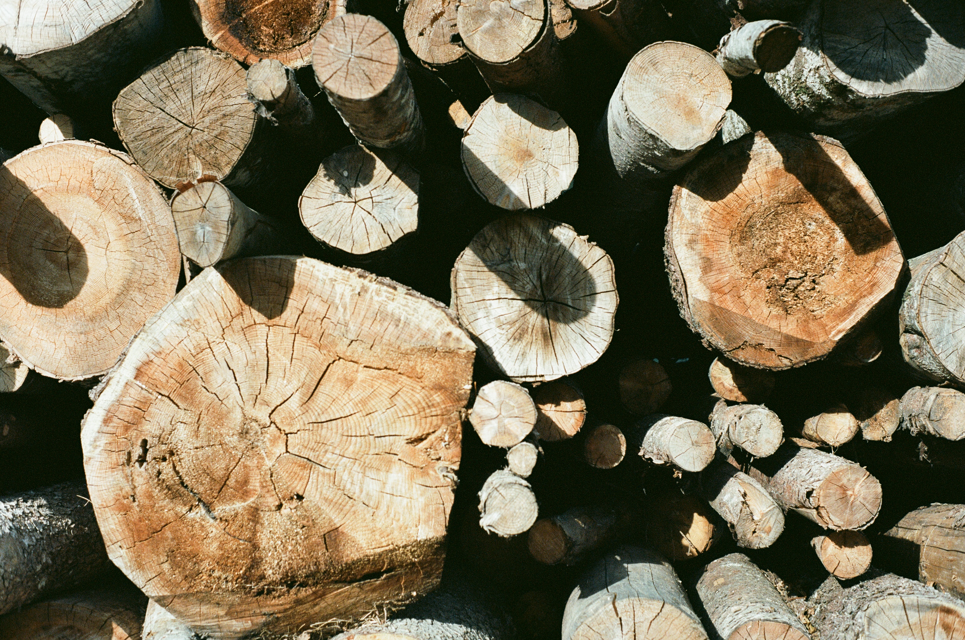 Fall Impressions 6 - Timber