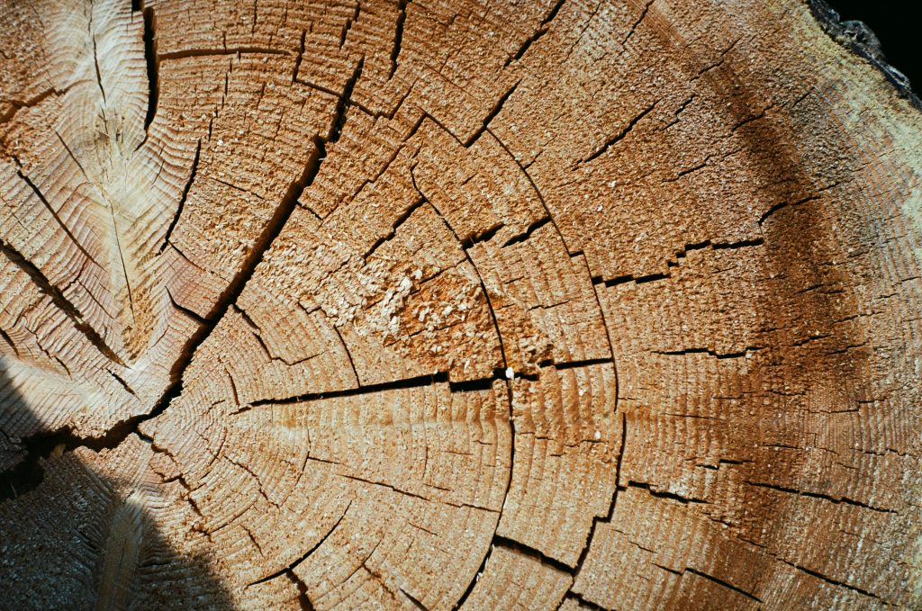 Fall Impressions 5 - Timber